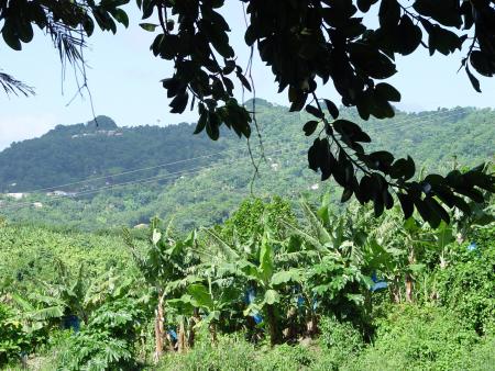 Martinique Juillet 2004